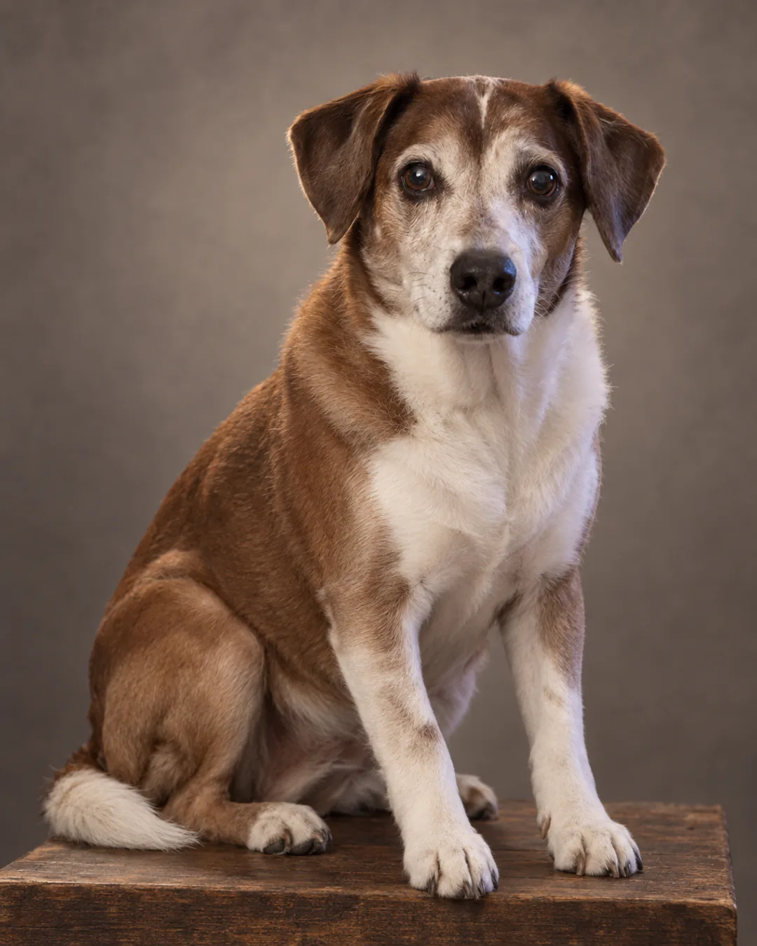 Portrait of a senior mixed-breed dog with a gray muzzle, made from a phone photo