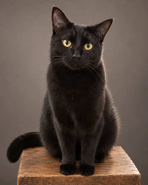 Studio Classic: a black cat on a wooden plinth against a studio backdrop