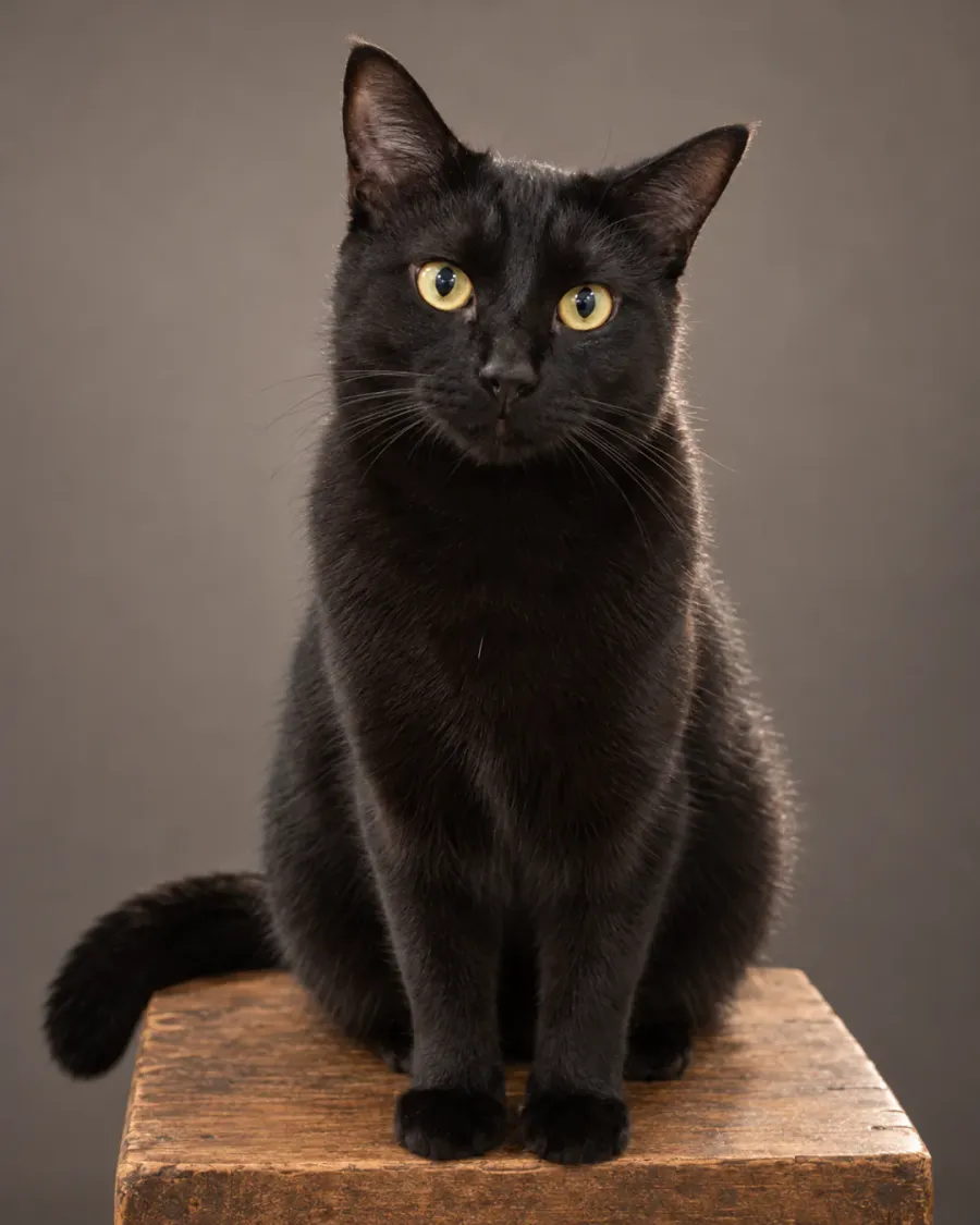 Studio Classic cat portrait of a black cat on a wooden plinth